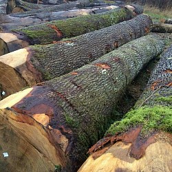 Oak logs Дуб